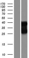 HNRNPCL1 Protein (Over-Expression Lysate Myc-DDK (Flag))