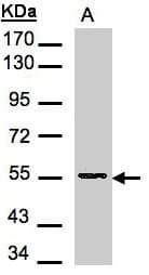 DNPEP Antibody (aa1-225)