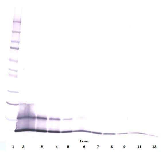 CCL5 / RANTES Antibody (Biotin)