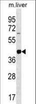 Polyclonal Rabbit anti-Mouse LIMS2 Antibody (aa296-325, WB)