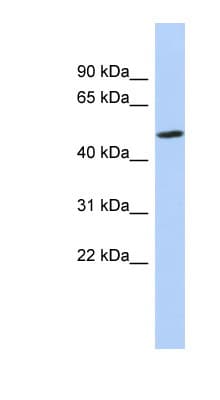 ZNF329 Antibody (aa35-84)