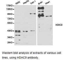 HDAC9 Antibody