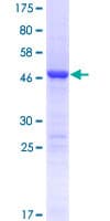 Human C4orf43 Protein (Recombinant GST)
