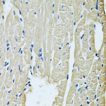 SLC5A6 / SMVT Antibody