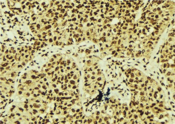 XBP1 Antibody (aa200-250)