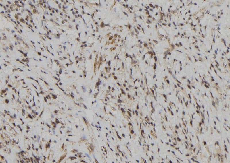 LILRB5 / LIR8 Antibody