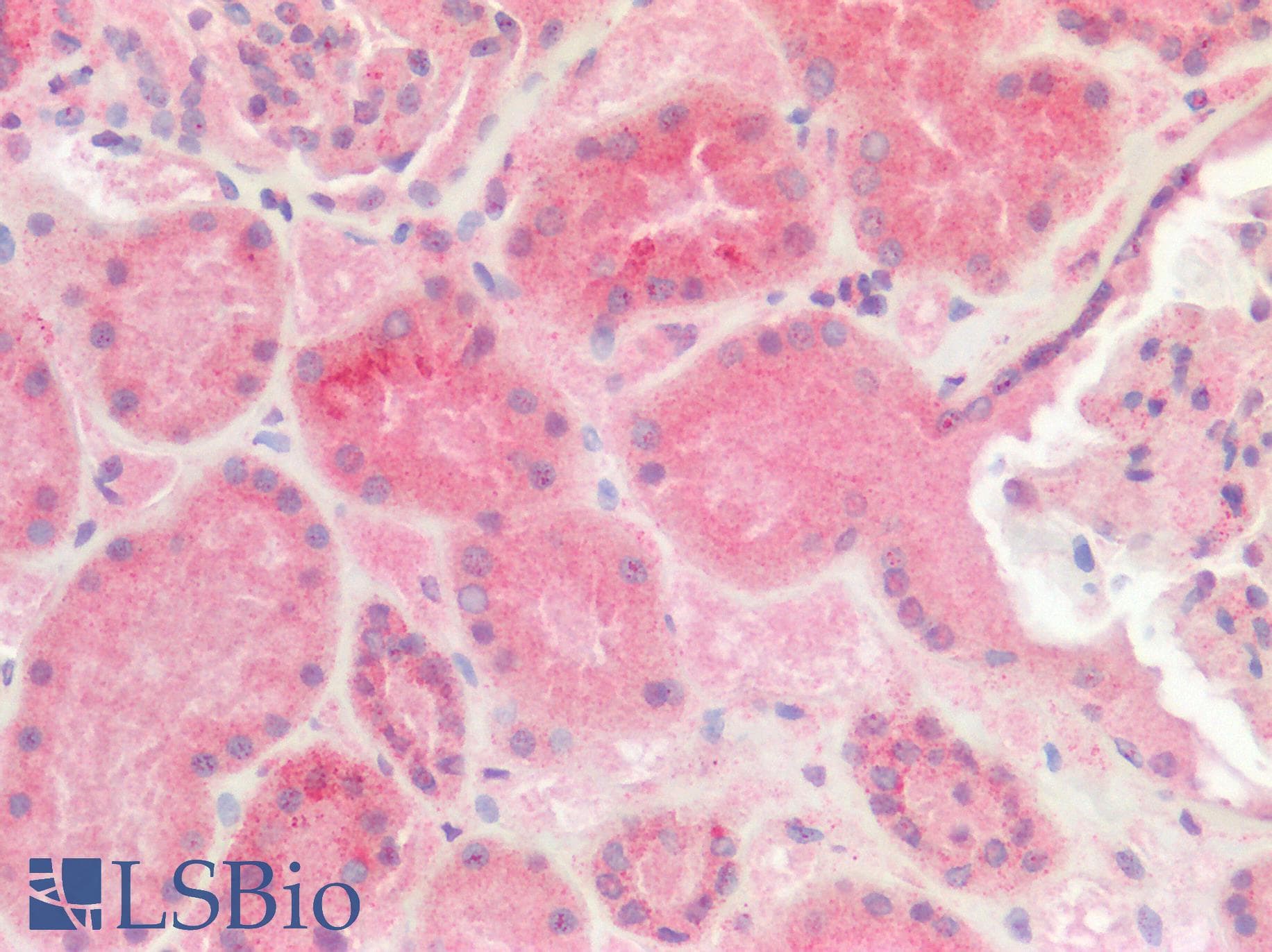 USP30 Antibody (aa141-190)