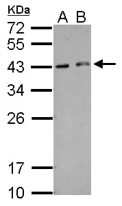HEXIM2 Antibody