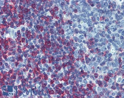 IHC-plus™ CD45RB Antibody (clone MEM-55)