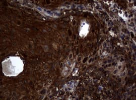 SKIL / SNO / SnoN Antibody (clone OTI2C9)