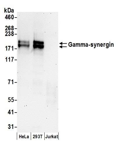 SYNRG Antibody (aa975-1025)