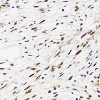 AHSP / EDRF Antibody