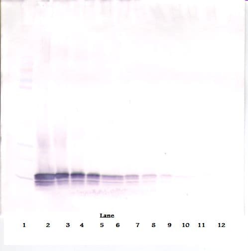 CCL21 / SLC Antibody