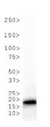 HIST3H3 Antibody (Me-Lys36)