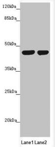 MTERF2 / MTERFD3 Antibody