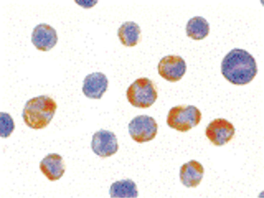 IHC-plus™ AES / Groucho Antibody