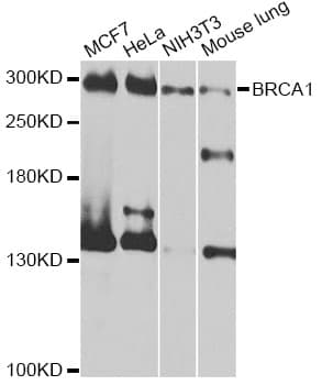 BRCA1 Antibody