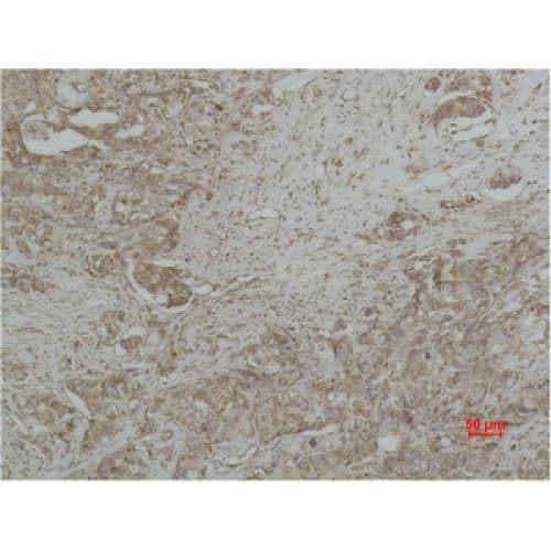 CYCS / Cytochrome c Antibody (clone 4B10)