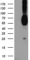 Nectin-1 / PVRL1 Antibody (clone OTI6F8)
