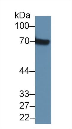 SERPINF2 / Alpha-2-Antiplasmin Antibody (aa348-491, Biotin)