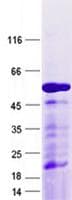 Human HZF16 / ZNF124 Protein (Recombinant GST, N-terminus + His, C-terminus)