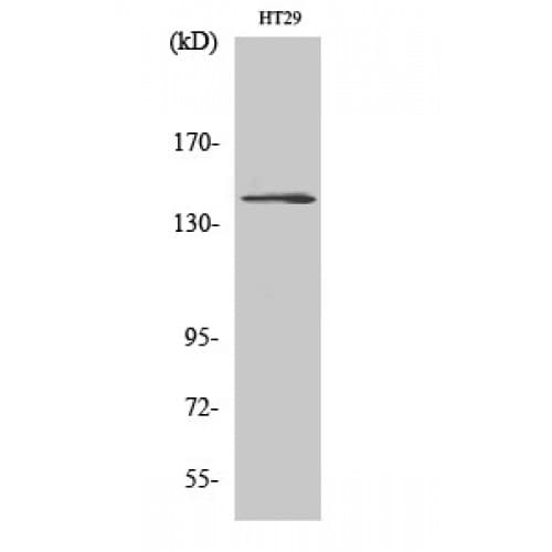 CSF1R / CD115 / FMS Antibody (750-830 aa)