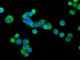 PDE4A / PDE4 Antibody (clone OTI3D4)