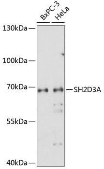 SH2D3A / NSP1 Antibody