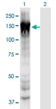 Monoclonal Mouse anti-Human MYO1E / Myosin IE Antibody (clone 7A5, WB)
