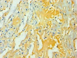 WNT2 / IRP Antibody (aa26-360)