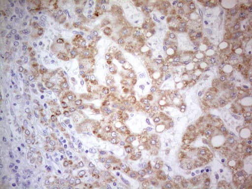 Monoclonal Mouse anti-Human PDX1 Antibody (clone OTI3H3, Carrier-free, IHC, WB)