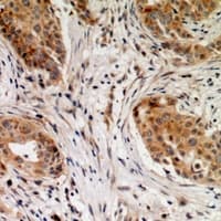Polyclonal Rabbit anti-Human TMEM43 Antibody (IHC, WB)