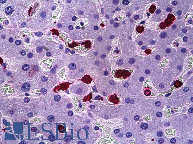 IHC-plus™ HRS / HGS Antibody (aa451-500)