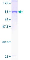 Human PDZK1 Protein (Recombinant GST)