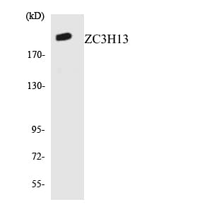 ZC3H13 Antibody (aa1562-1611)