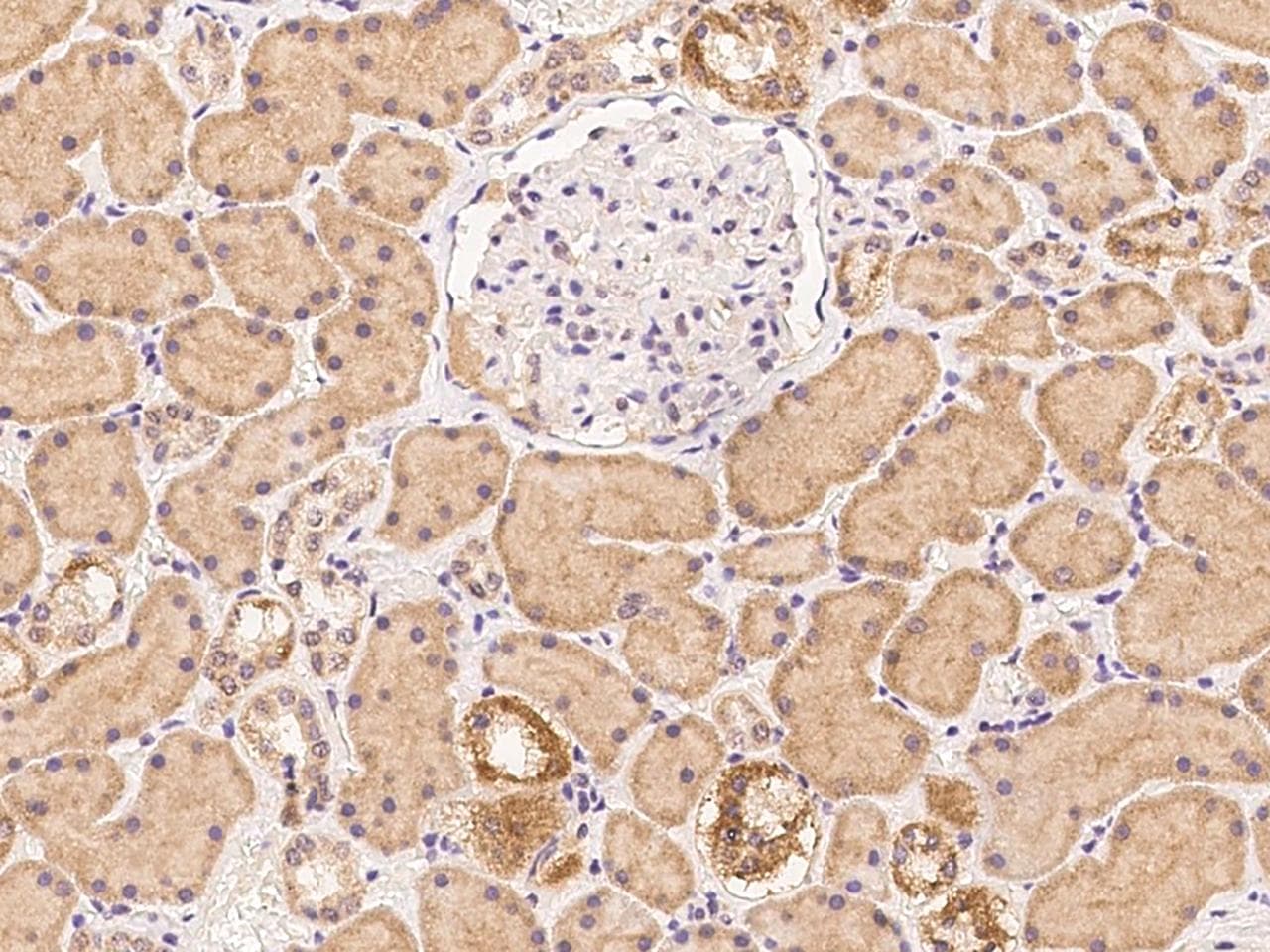 ACTA1 / Skeletal Muscle Actin Antibody (Preservative Free)