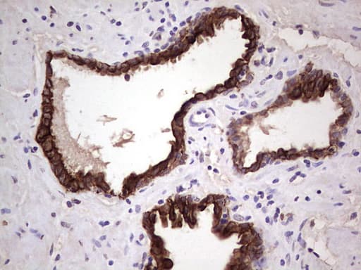 KRT19 / CK19 / Cytokeratin 19 Antibody (aa240-390, clone OTI5B11)