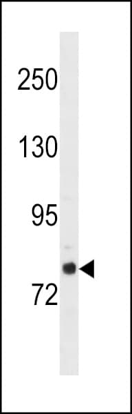 GOLGA6L2 Antibody (aa 104-130, N-term)