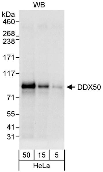 Polyclonal Rabbit anti-Human DDX50 Antibody (aa687-737, WB)