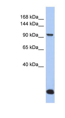 MVP / VAULT1 Antibody (N-Terminus)