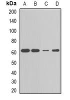 Polyclonal Rabbit anti-Human CBX4 Antibody (IF, WB)