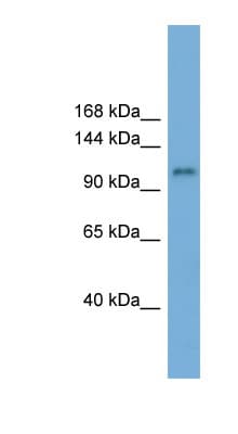 HERC6 Antibody (aa143-192)