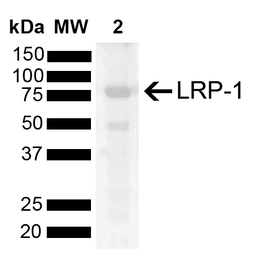 LRP1 / CD91 Antibody (Atto 488)