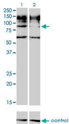 IL31RA Antibody (clone 3A10)