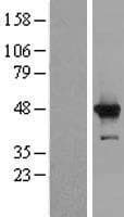 HMCES / C3orf37 Protein (Over-Expression Lysate Myc-DDK (Flag))