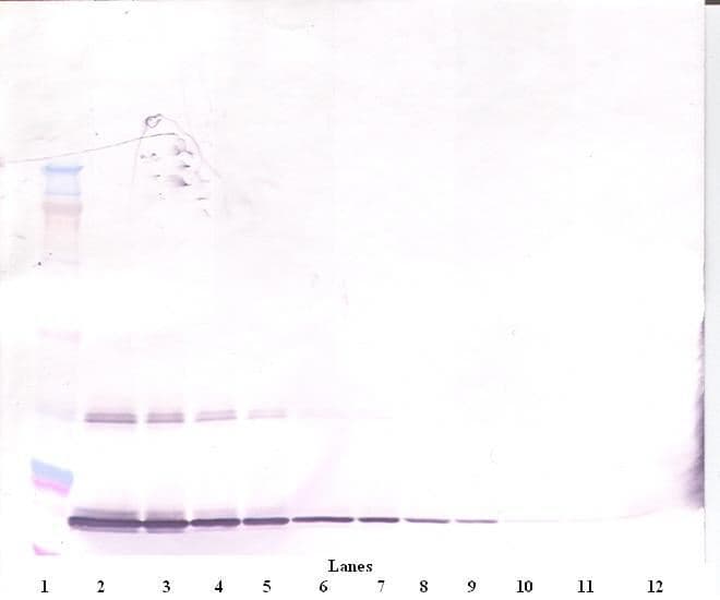 CSF3 / G-CSF Antibody