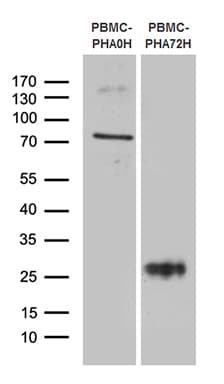 TNFRSF18 / GITR Antibody (aa26-162, clone OTI4A9, Carrier-free)