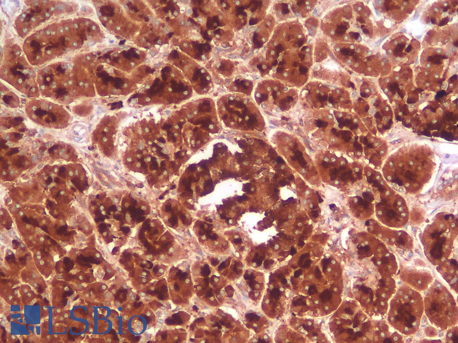 PathPlus™ CD63 Antibody (clone rMX-49.129.5)