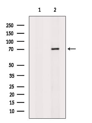 Polyclonal Rabbit anti-Human IMPDH1 Antibody (WB)