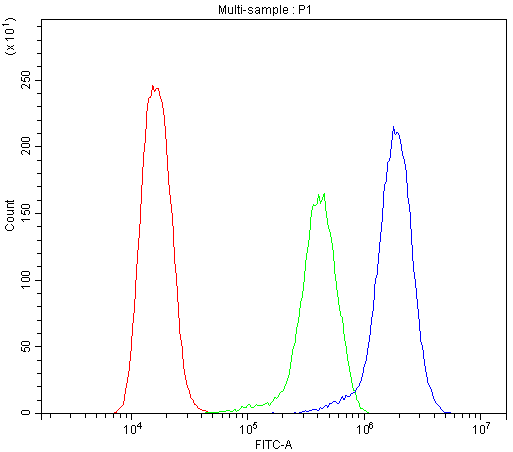 BMP5 Antibody (DY488)